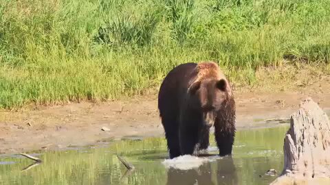 Bear Video