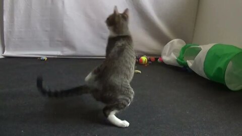 Kitten Jumps to Catch the Feathers