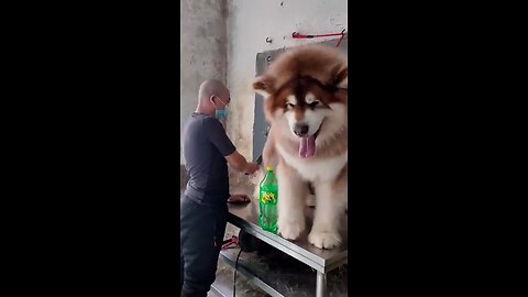 The size of this Giant Alaskan Malamute