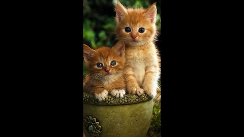 Cute animals ~ funny cartoon video see and enjoying this beautiful videos.