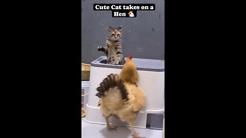 Cute cat gets owned by a Hen🐔😹