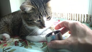 Kitten Studies Green Energy