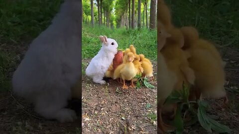 Most cutest thing i have ever seen before🥰 #shorts #cuteanimals