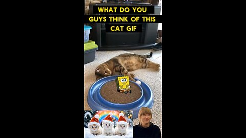 Cute Cat Gif