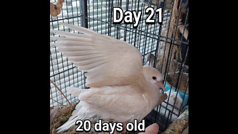 Ringneck Dove fledgling day 21