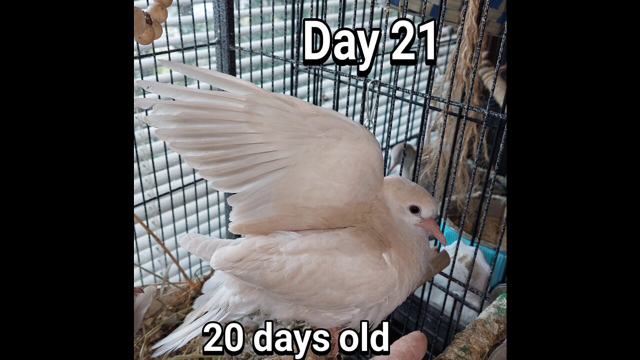 Ringneck Dove fledgling day 21