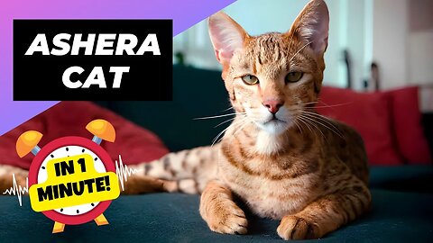 Ashera Cat - In 1 Minute! 🐱 One Of The Most Expensive Cats In The World | 1 Minute Animals