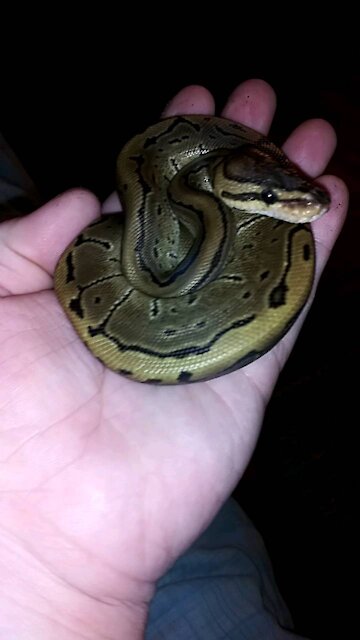 Pinstripe Ball Python
