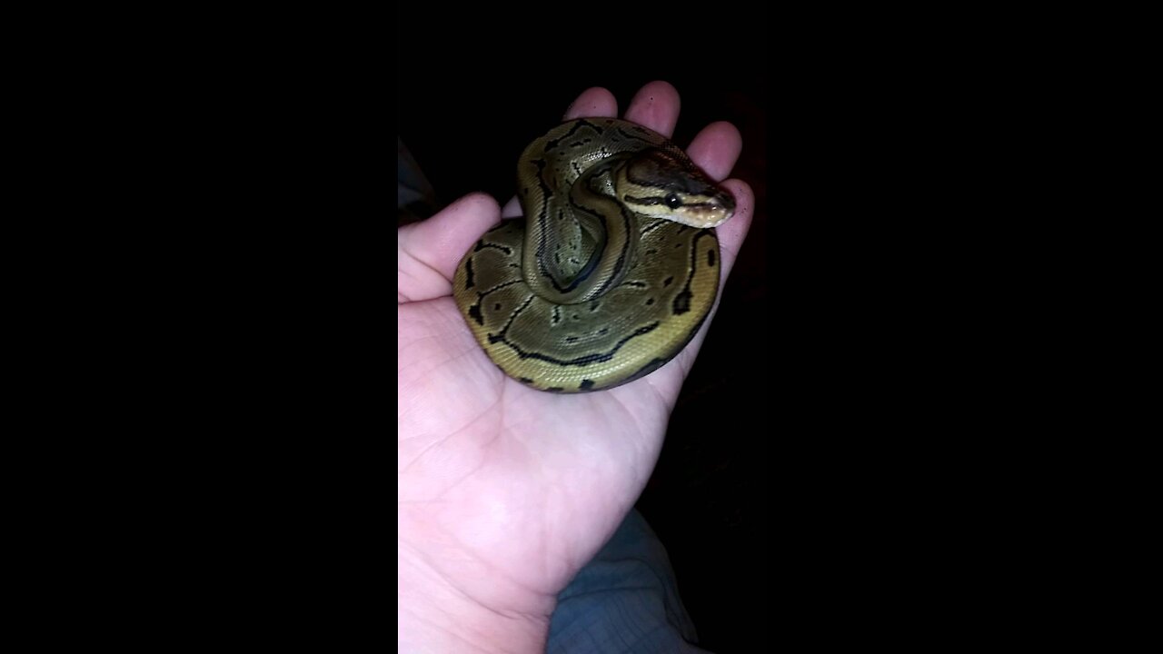 Pinstripe Ball Python