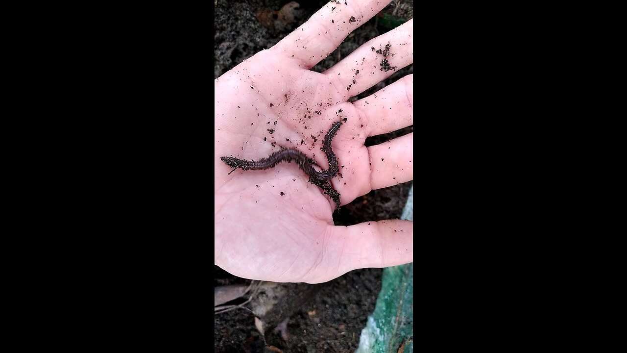 Raising Worms and Cooking Soil