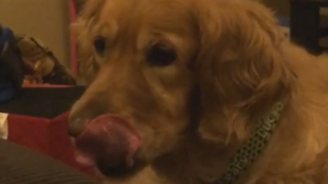 Golden Retriever licks chops before making amazing catch