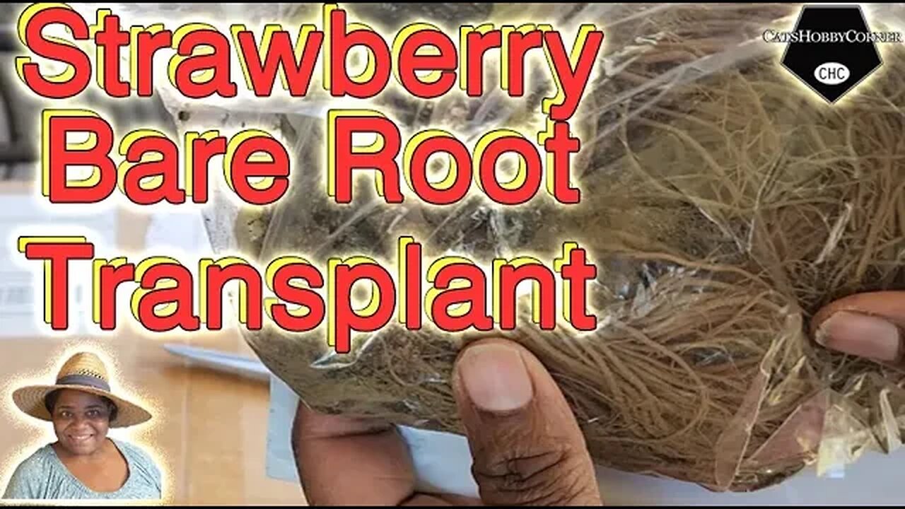 #strawberryplant #bareroot #transplant - catshobbycorner