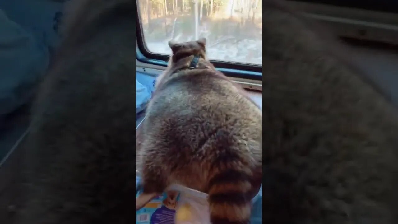 #shorts Смешные Еноты Из Тик Ток 52 Funny Tik Tok Raccoons