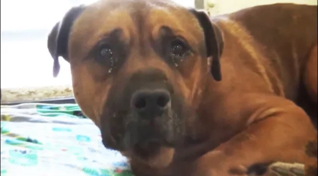 Devoted dog couldn’t stop crying at the shelter after he realized that he had been abandoned