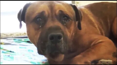 Devoted dog couldn’t stop crying at the shelter after he realized that he had been abandoned