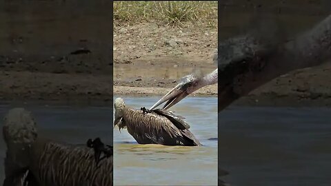 Marabou Stork Torments Vultures #shorts #short