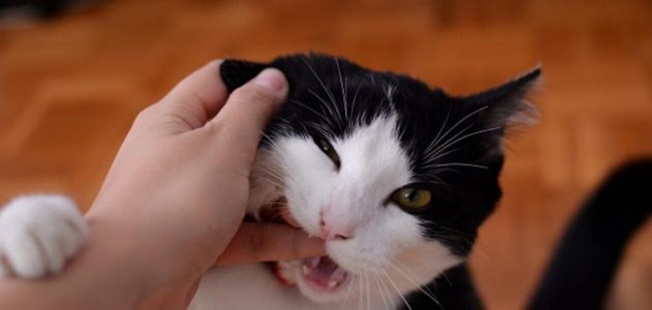 The gorgeous cat plays with his owner