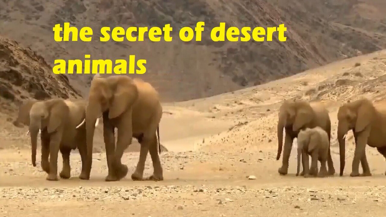 The secret of Desert Animals