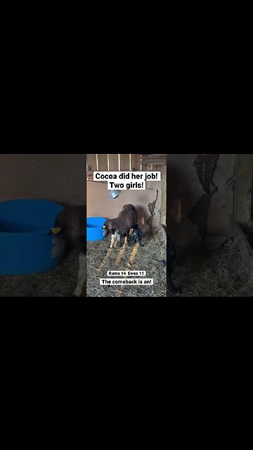 The comeback is ON!!! #sheep #lambs