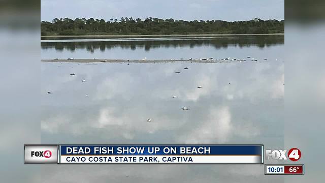 Dead fish spotted on Cayo Costa State Park