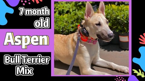 7 month old Bull Terrier Mix "Aspen" | 2 week Board and Train |Off Leash K9 Training