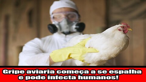 Gripe aviaria começa a se espalha e pode infecta humanos!