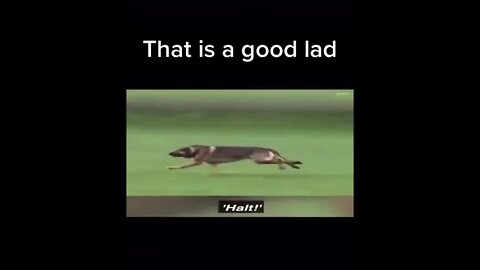 That is a Good Lad: Dog fetch...#SHORTS