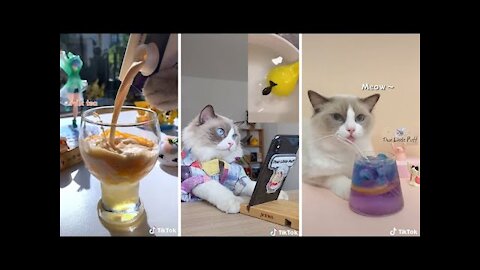 THE BEST FUNNY AND CUTE CAT VIDEOS OF THE WEEK 😸- TRY Not To Laugh or Grin Challange !🤣 2021