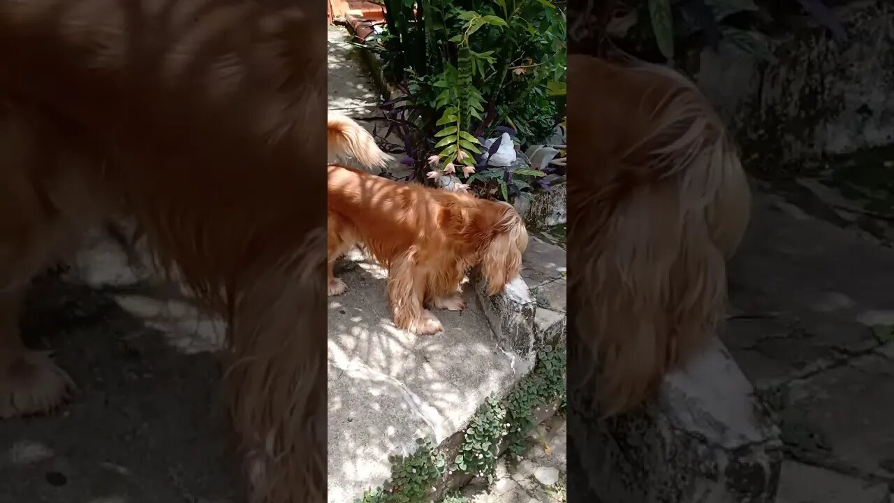 #dogshow , #animals , #dogs , #shorts