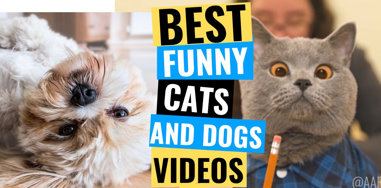 Best Funny Compilation Cats and Dogs