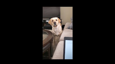 Funny dogs