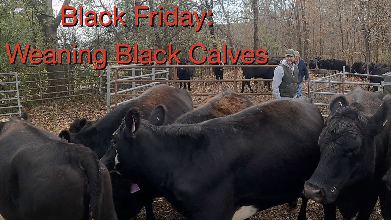 Black Friday: Weaning Black Calves