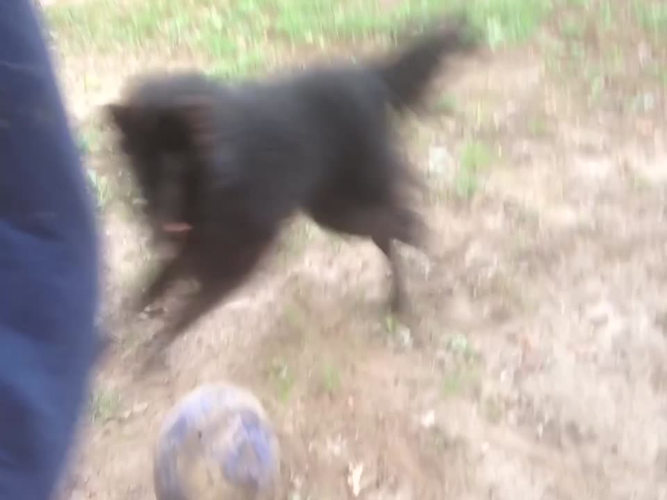 Dog and Owner Jumping Together is the Best thing you'll see Today