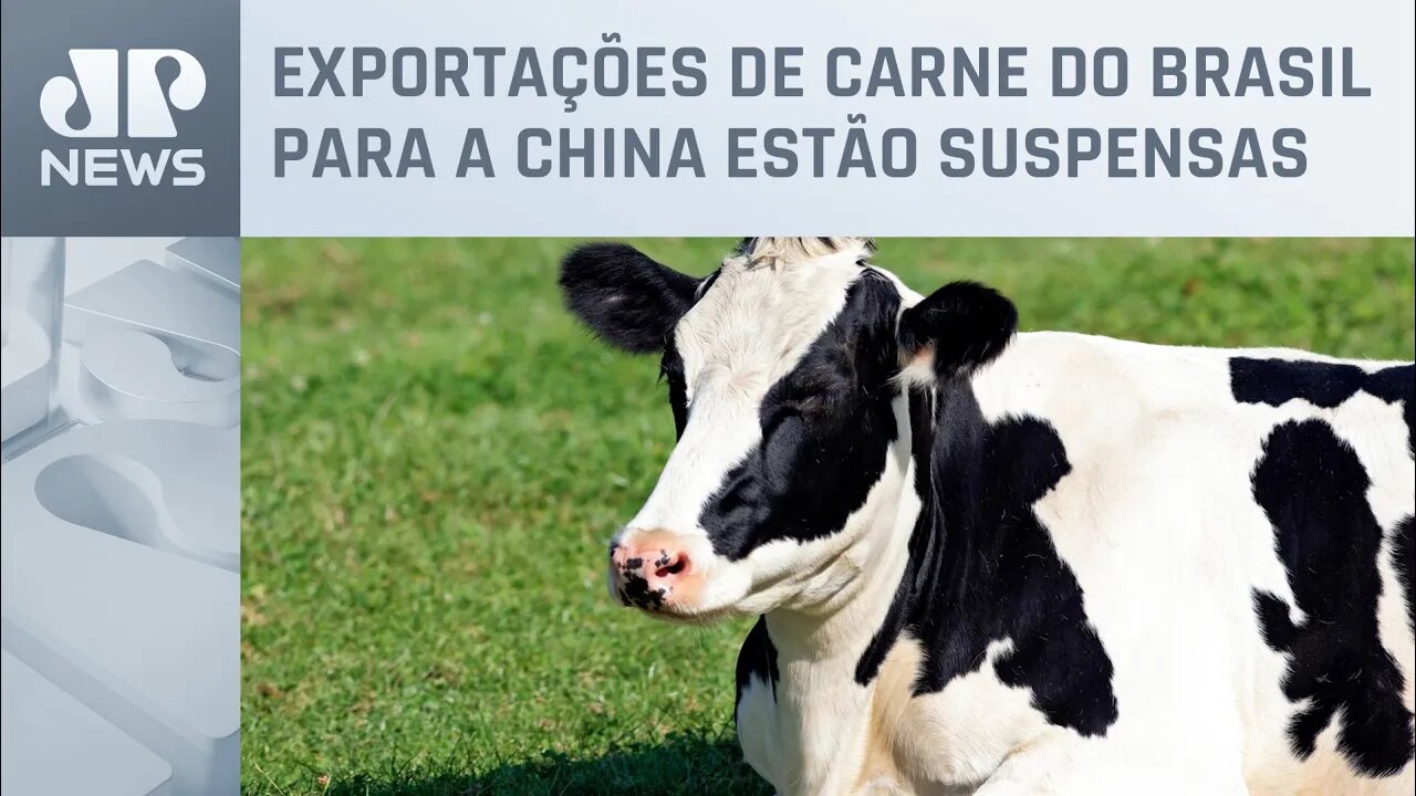 Especialistas adotam cautela após caso de ‘vaca louca’