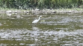 White Egret