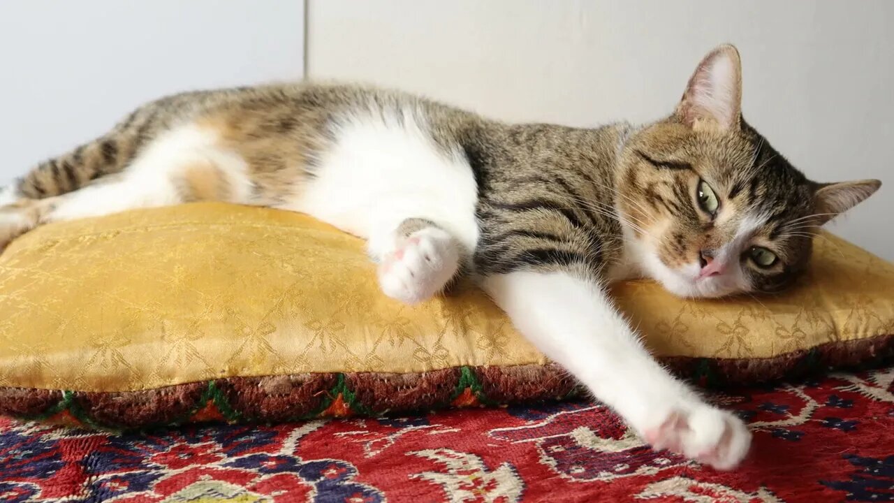 Sweet Cat Sleeps on the Yellow Pillow