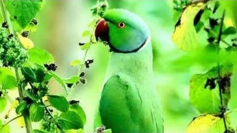 PARROT Masti