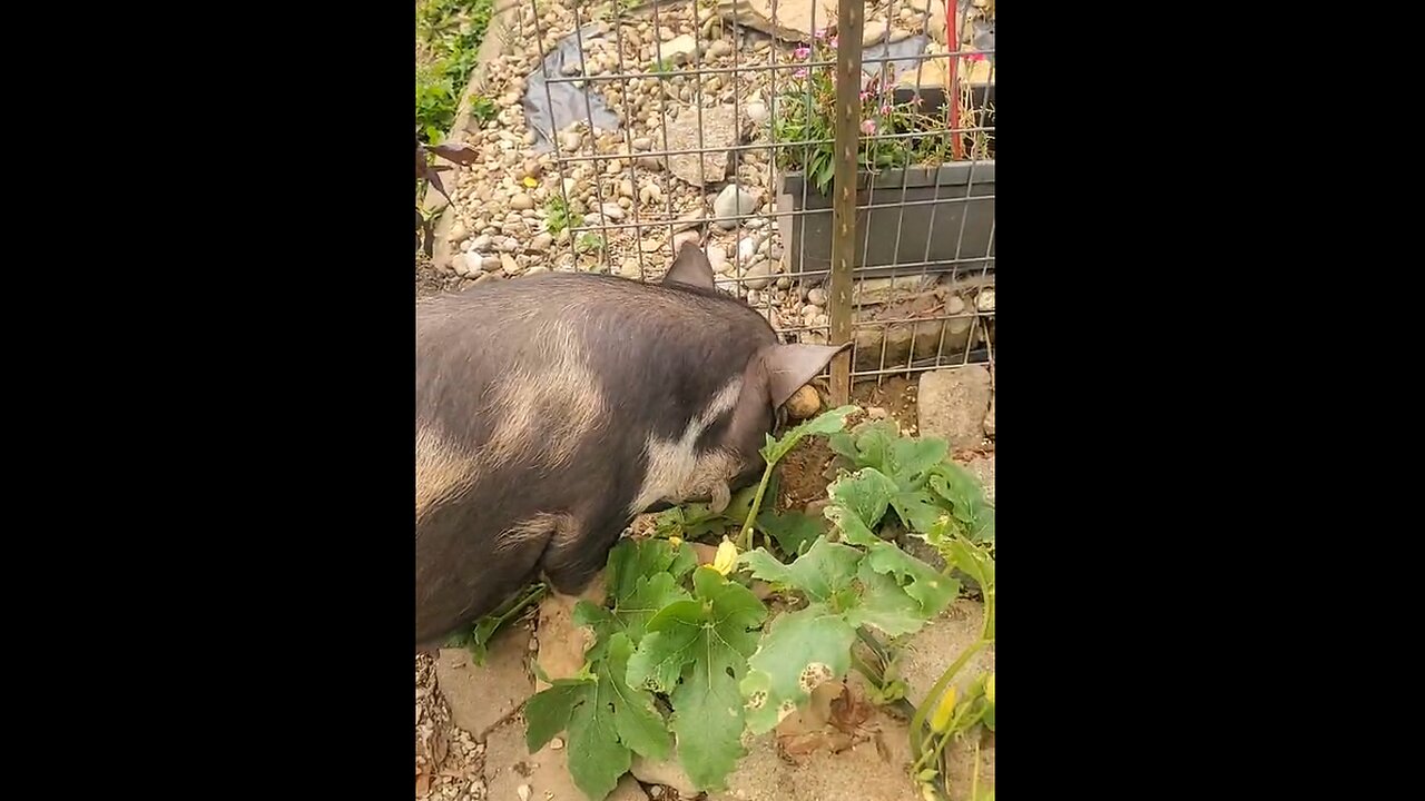 Piglets Are Gone, Moms Get a Day of Freedom on the Farm