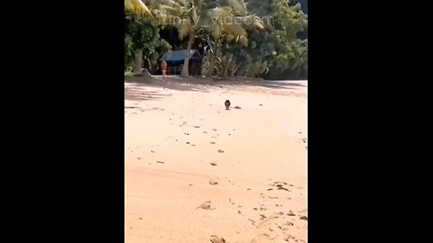 funny animal 🤣