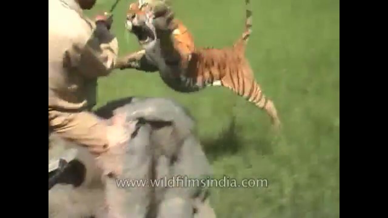 Riding on an elephant's back, is it safe to avoid tigers? Absolutely NO !!