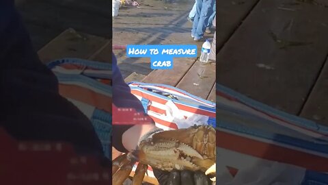 How to measure crab