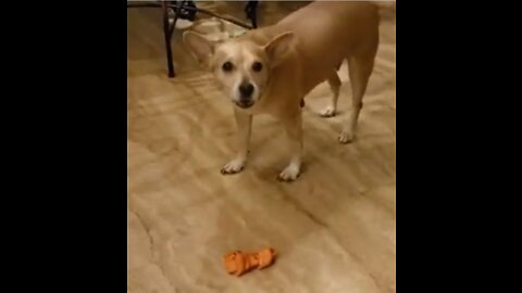 Chihuahua's Ritual of Playing Hot Potato with New Bone