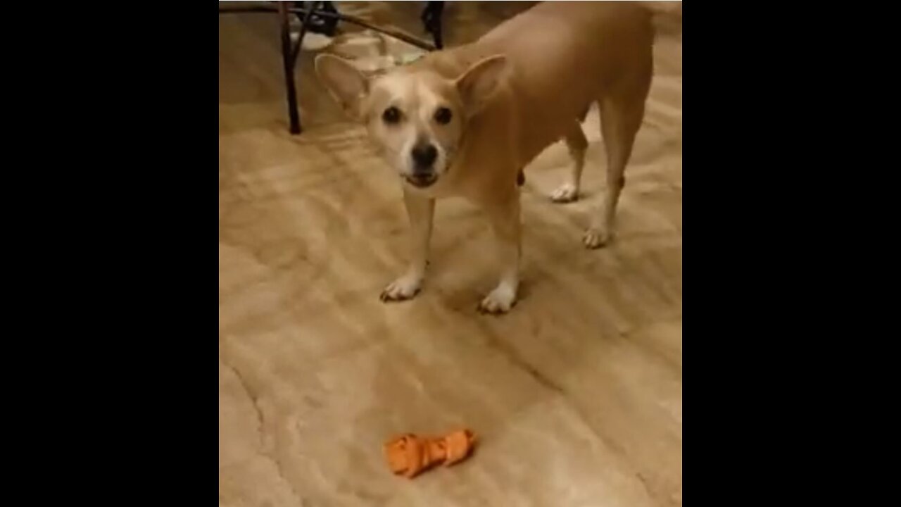 Chihuahua's Ritual of Playing Hot Potato with New Bone