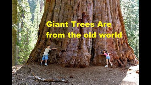 Red Brick Mountains and Giant trees