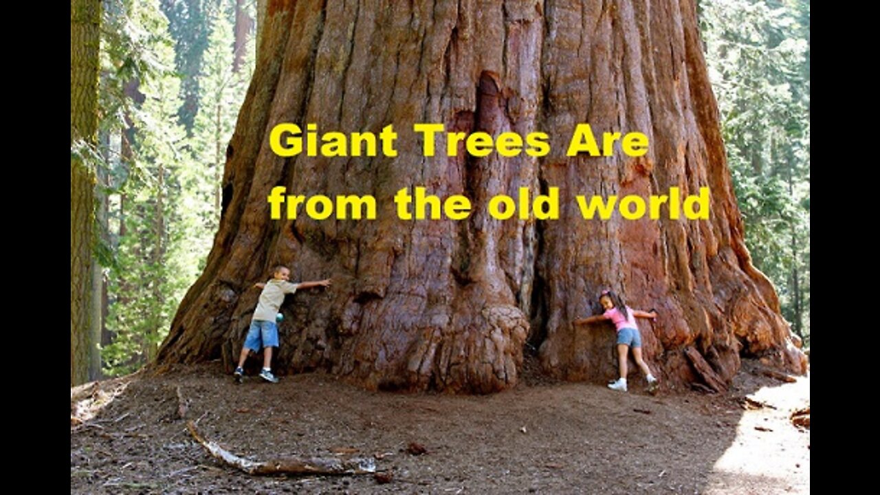 Red Brick Mountains and Giant trees