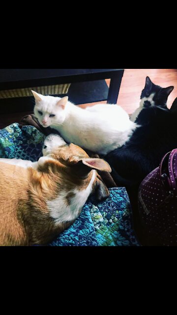 Dog and Cat Are Best Buddies