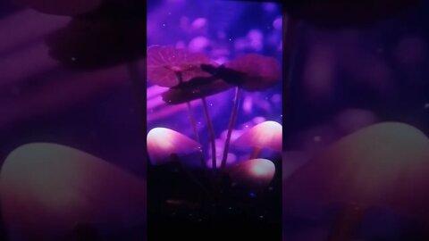 Shrooms in the Mist