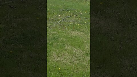 many sticks #shorts