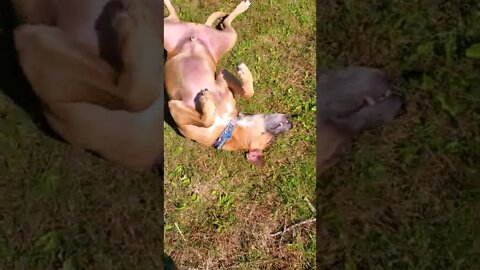 dog Freezes for a bit.