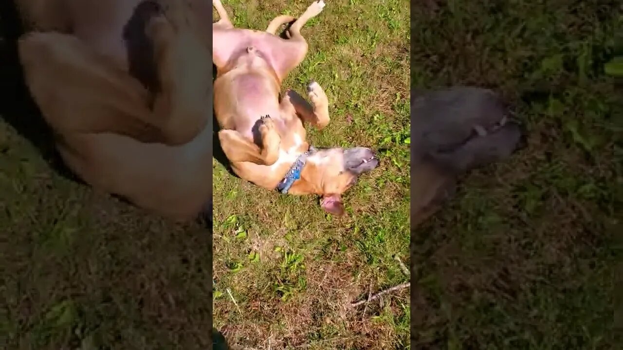 dog Freezes for a bit.